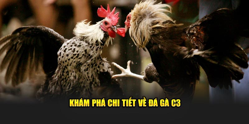 Khám phá chi tiết về đá gà C3