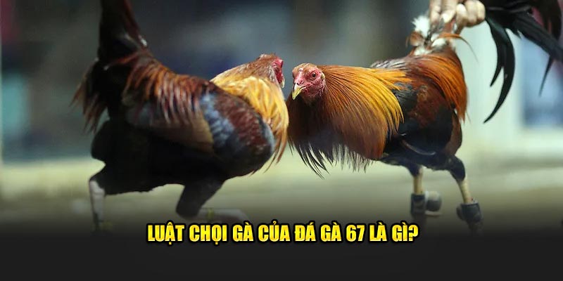 Luật chọi gà của đá gà 67 là gì?