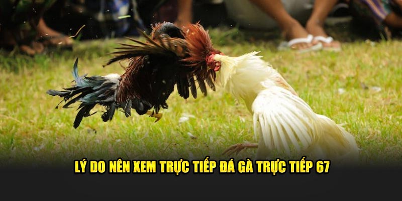 Lý do nên xem trực tiếp đá gà trực tiếp 67 