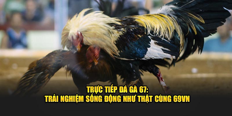 Trực tiếp đá gà 67