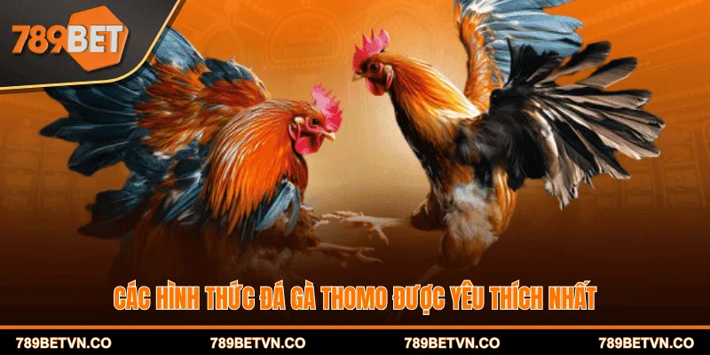 Các hình thức đá gà Thomo được yêu thích nhất