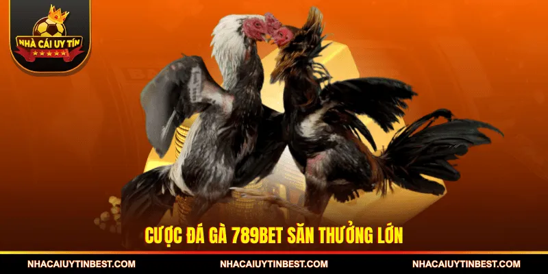 Cược Đá gà 789BET săn thưởng lớn