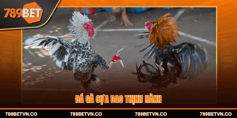 Đá gà cựa dao thịnh hành