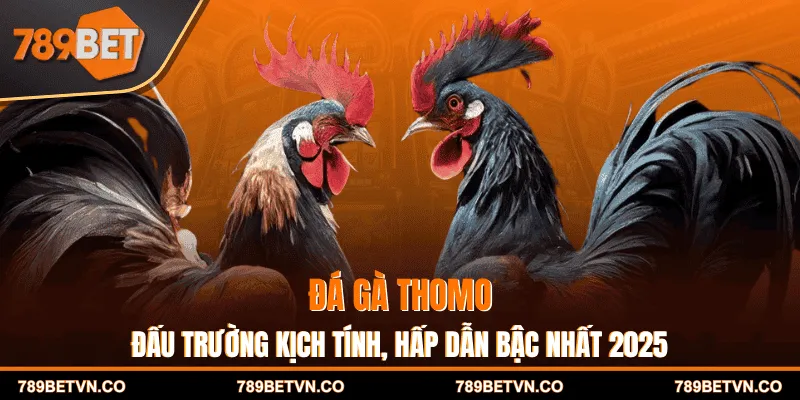 Đá gà Thomo - Đấu Trường Kịch Tính, Hấp Dẫn Bậc Nhất 2025