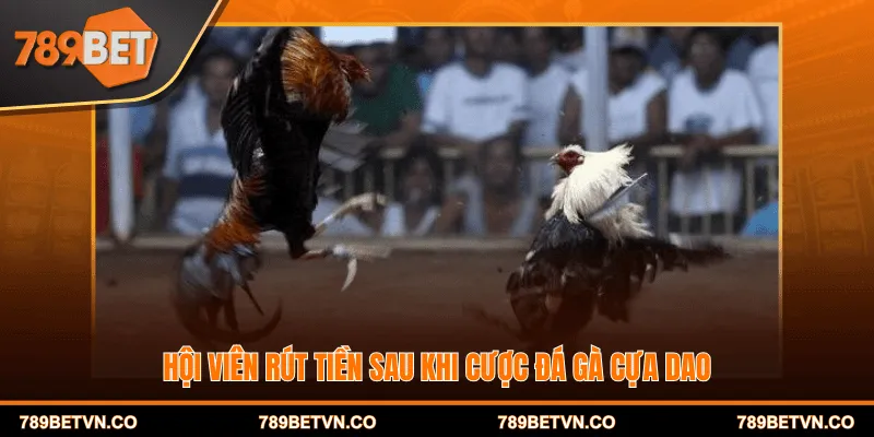 Hội viên rút tiền sau khi cược đá gà cựa dao