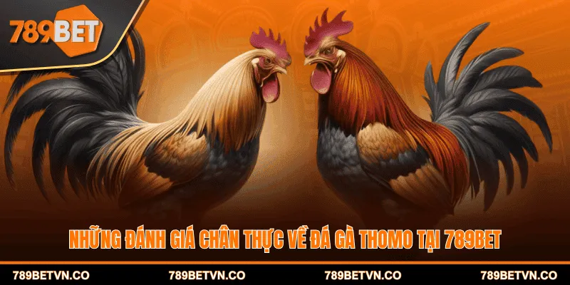 Những đánh giá chân thực về đá gà Thomo tại 789BET