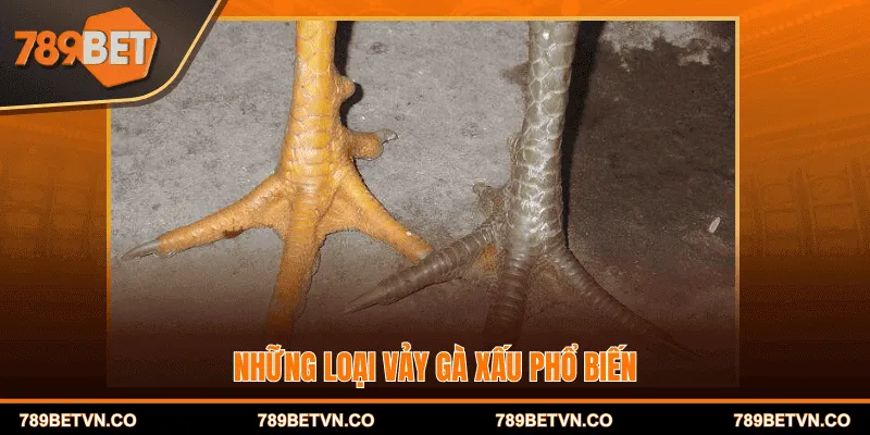 Những loại vảy gà xấu phổ biến