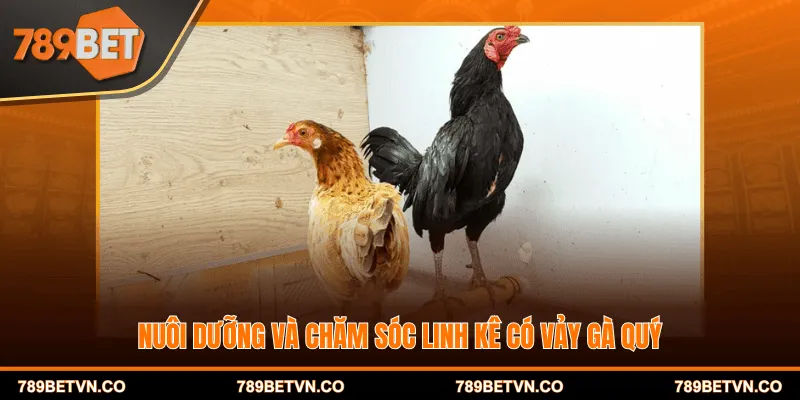 Nuôi dưỡng và chăm sóc linh kê có vảy gà quý