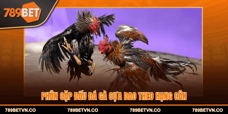 Phân cặp đấu đá gà cựa dao theo hạng cân