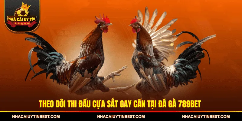 Theo dõi thi đấu cựa sắt gay cấn tại Đá gà 789BET 