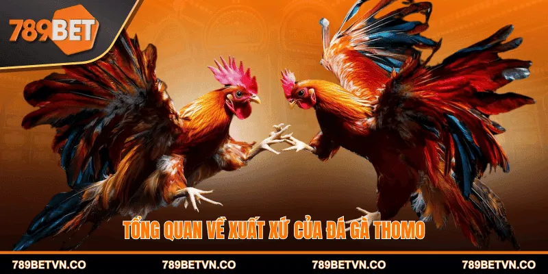 Tổng quan về xuất xứ của đá gà Thomo
