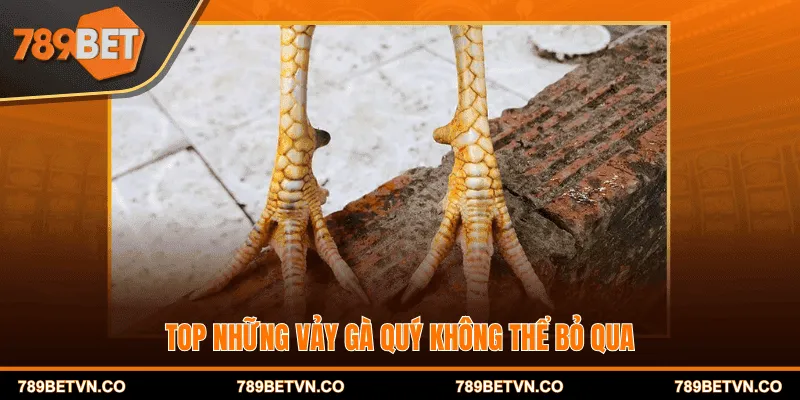 Top những vảy gà quý không thể bỏ qua