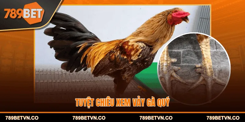 Tuyệt chiêu xem vảy gà quý 