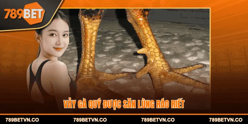 Vảy gà quý được săn lùng ráo riết