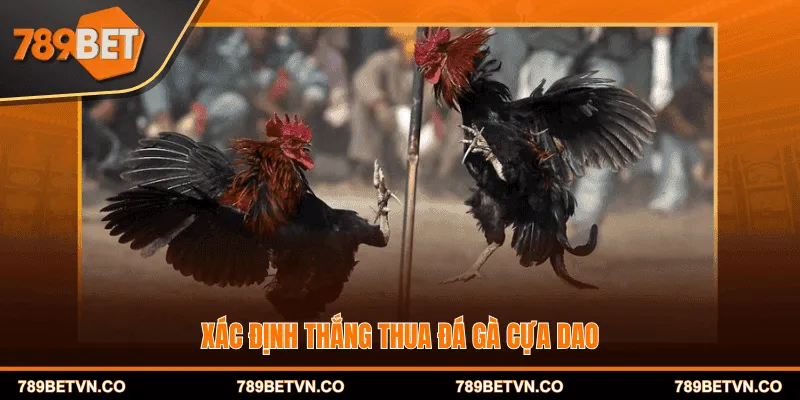 Xác định thắng thua đá gà cựa dao